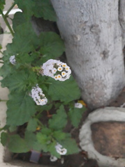 Heliotropium elongatum