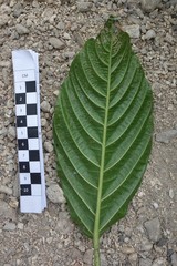 Dendrocnide latifolia