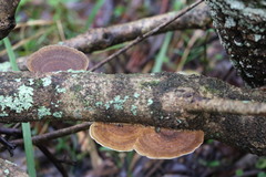 Funalia