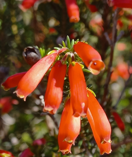 Image of Greensepal Heath (Erica chloroloma) by no rights reserved