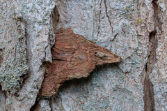 Hymenochaete carpatica