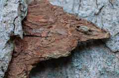 Hymenochaete carpatica