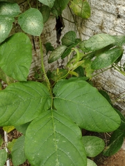 Canavalia ensiformis