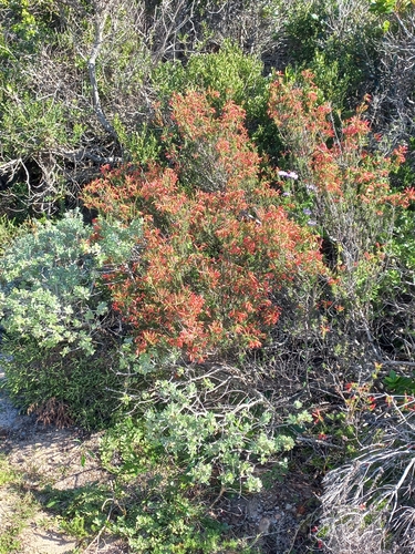 Image of Erica chloroloma by no rights reserved