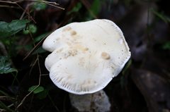 Leucopaxillus cerealis