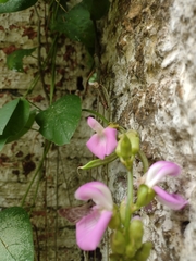 Canavalia ensiformis