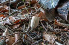 Coprinellus xanthothrix