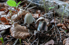 Coprinellus xanthothrix