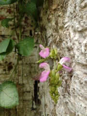 Canavalia ensiformis