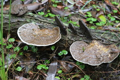 Funalia