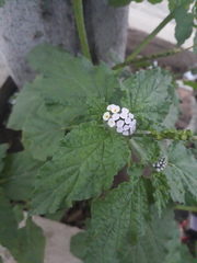 Heliotropium elongatum