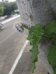 Heliotropium elongatum