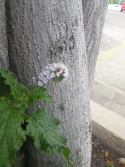 Heliotropium elongatum