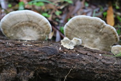 Funalia