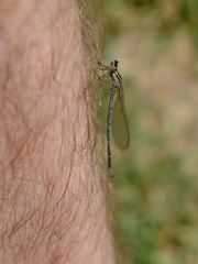 Coenagrion puella