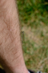 Coenagrion puella