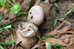 Myriostoma australianum