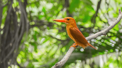 Halcyon coromanda coromanda