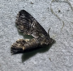 Paectes pygmaea
