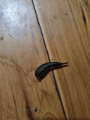 Chtonobdella limbata