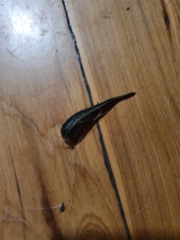 Chtonobdella limbata