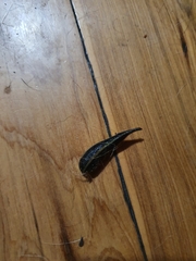 Chtonobdella limbata