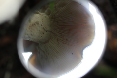 Leucopaxillus cerealis
