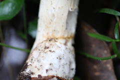Leucopaxillus cerealis