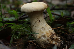 Leucopaxillus cerealis