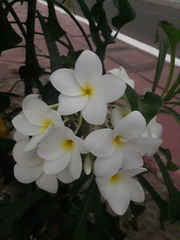 Plumeria pudica