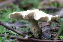 Leucopaxillus cerealis
