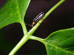 Rhagonycha lineola