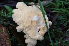 Leucopaxillus cerealis