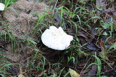 Leucopaxillus cerealis