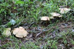 Leucopaxillus cerealis