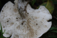 Leucopaxillus cerealis
