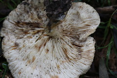 Leucopaxillus cerealis