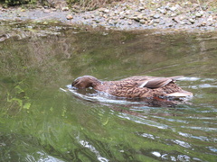 Anas platyrhynchos