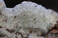 Oxychaete cervinogilva