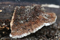 Oxychaete cervinogilva