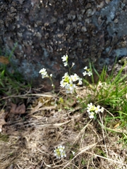 Arabidopsis suecica