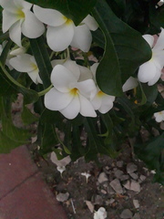 Plumeria pudica
