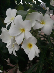 Plumeria pudica