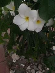 Plumeria pudica