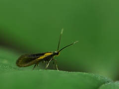 Mathildana newmanella