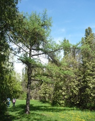 Larix gmelinii japonica