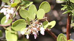 Arctostaphylos patula