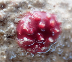 Homotrema rubrum