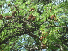 Larix gmelinii japonica