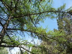 Larix gmelinii japonica